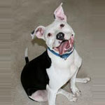 Long Beach Dog Walking, Image 1